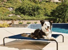 Save  Off Your In-Store Petco Purchase of  or More Today and Tomorrow Only